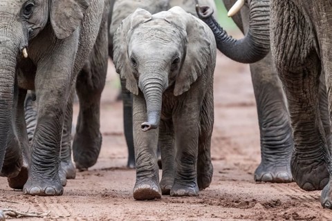 Elephant (Loxodonta africana) baby elephant in the herd, Qwabi Private Game Reserve, Biosphere