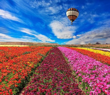 Spring windy day. Huge balloon flies over a field. Flowers planted with broad bands of bright