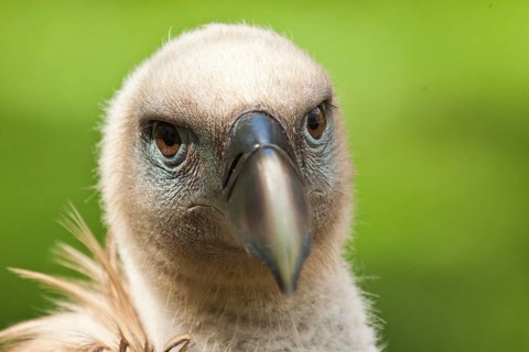 Griffon vulture (Gyps fulvus)