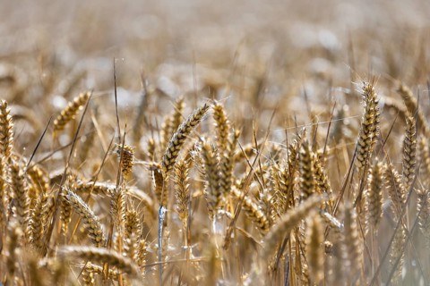 Close-up of a wheat field in the sunlight, golden ears of wheat dominate the scene, Coxhill,