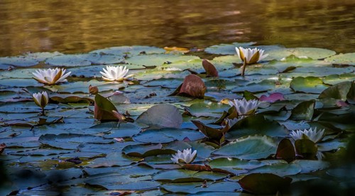 Water lilies (Nymphaea) in the Hölzersee near Magstadt