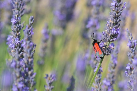 Red butterfly on blooming Lavender flowers
