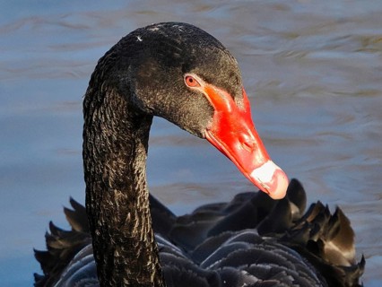 Head of a black swan (Cygnus atratus), macro, North Rhine-Westphalia, Germany, Europe