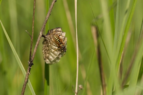 House field wasp (Polistes dominula)