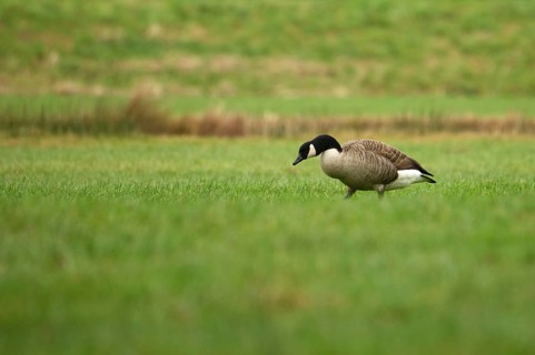 Canada goose foraging