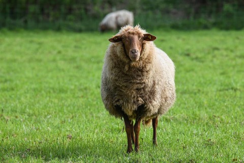 Coburg chestnut sheep on the pasture