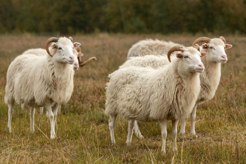 White horned Heidschnucken in the moor