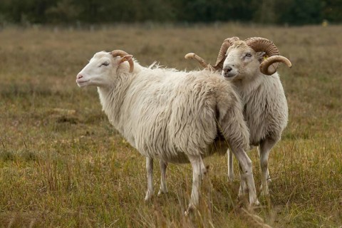 White horned Heidschnucken in the moor
