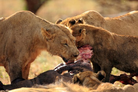 Pride of lions feeding on a buffalo