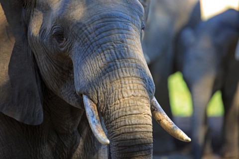 Elephant portrait