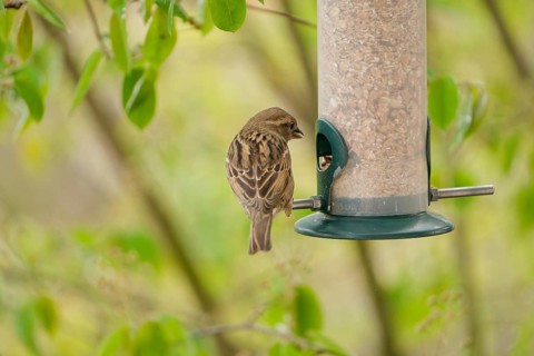 Sparrow eating seeds from a feeder. seasonal bird feeding. Bad Salzschlirf, Hessen, Germany, Europe