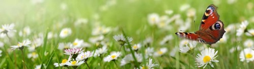 Flowers 691