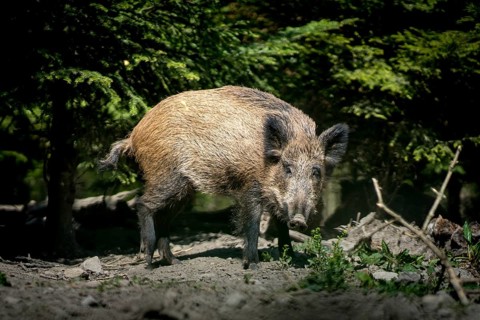 A lone wild boar moves relaxed through the forest