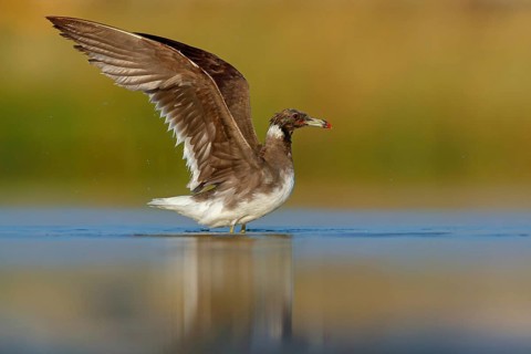 Hemprich's Gull, (Ichthyaetus hemprichii), (Larus hemprichii), Fish Eagle Gull Salalah, Raysut,