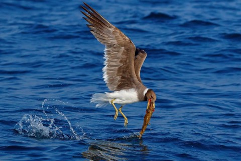 Hemprich's Gull, (Ichthyaetus hemprichii), (Larus hemprichii), Fish Eagle Gull Salalah, Off Mirbat,