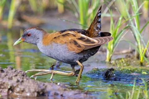 Little Crake, Little Crake, Small Crake, (Porzana parva), biotope, habitat, foraging, family of