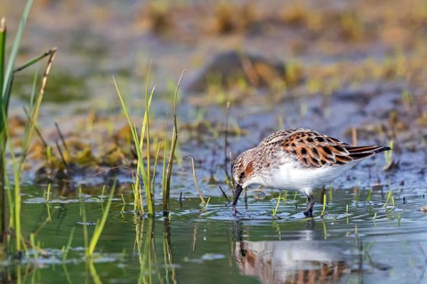 Animals, Birds, Little Sandpiper, (Calidris minuta), Biotope, Habitat, Foraging, Migratory bird,