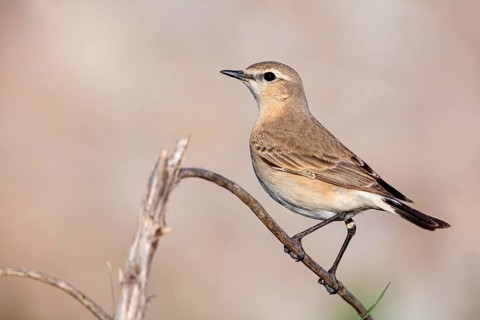Isabelline Wheatear, (Oenanthe isabellina), biotope, habitat, foraging, animals, birds, songbird,