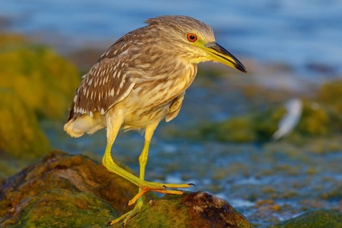 Black-crowned Night Heron, Night Heron, Black-crowned Night-Heron, Nycticorax nycticorax, Bihoreau