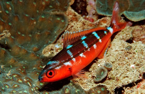Neon Fusilier, Pterocaesio tile, Bali, Indian Ocean, Indonesia, Asia