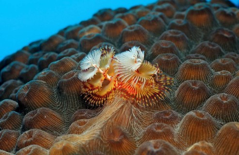 Spiral tube worm, Spirobranchus giganteus, Netherlands Antilles, Bonaire, Caribbean, Caribbean Sea