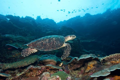 Hawksbill sea turtle, Eretmochelys imbricata, Marovo Lagoon, Solomon Islands, Oceania