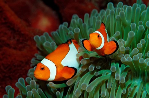 Two orange skunk clownfish, Amphiprion ocellaris, Indonesia, Bali, Indian Ocean, Asia