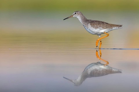 Redshank, (Tringa totanus), Animals, Birds, Snipe family, Raysut, Salalah, Sohar, Oman, Asia