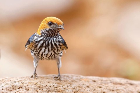 Maiden Swallow, (Cecropis abyssinica), (Hirundo abyssinica), family of swallows, biotope, habitat,