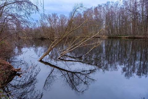 Tilted trees in the Denstorf ponds are reflected in the water surface, Vechelde, Lower Saxony,