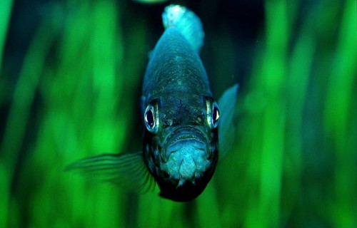 Sunfish, Lepomis gibbosus, North America, America, USA, Florida, North America