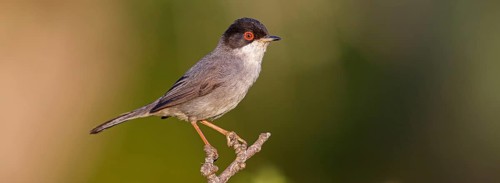 Velvet-headed warbler, (Sylvia melanocephala), warbler family, biotope, habitat, perch, foraging,
