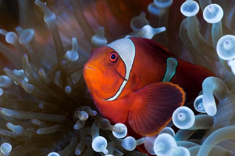 Spiny anemonefish in white bubble anemone, Premnas aculeatus, Entacmaea quadricolor, Cenderawasih