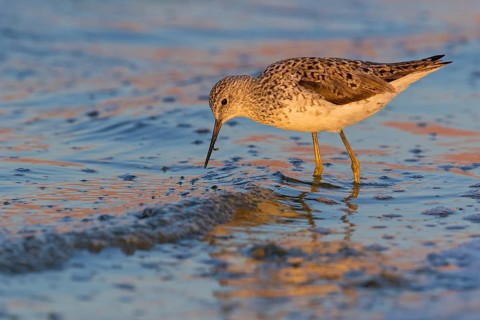 Pond sandpiper, (Tringa stagnatilis), animals, birds, biotope, habitat, foraging, wader, waders,
