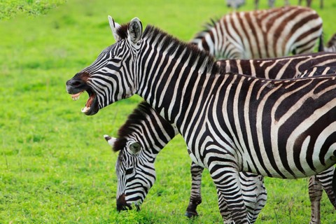 A Plains Zebra shows its teeth, Tanzania, Africa