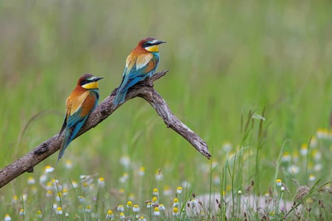 Bee-eater, (Merops apiaster), pair, perch, Tiszaalp-r, Kiskuns-gi National Park, B-cs-Kiskun,