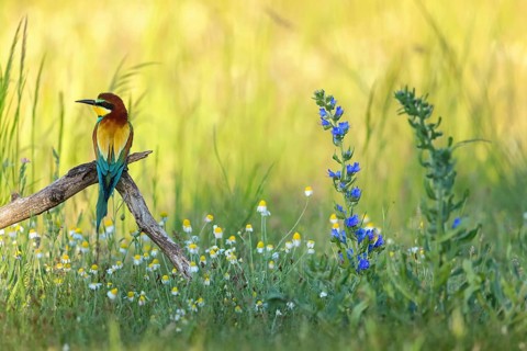 Bee-eater, (Merops apiaster), perch, meadow with wildflowers, Tiszaalpár, Kiskunsági National Park,
