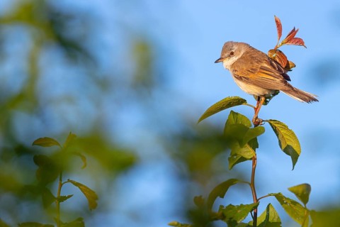 Common whitethroat (Sylvia communis), Fauvette grisette, Curruca Zarcera, Songbird, Shrub Wren,