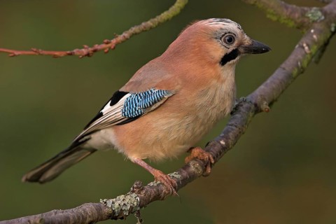 Jay, European Jay, Jay, eurasian jay (Garrulus glandarius), Geai des chênes, Arrendajo Común,