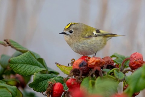 Goldcrest (Regulus regulus), Roitelet huppé, Reyezuelo Sencillo, Heligoland, Schleswig-Holstein,