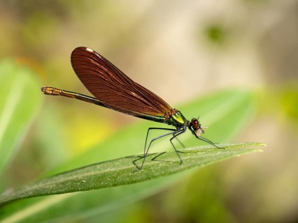 Dragonfly, Dragonfly, Dragonfly, Greece, Lesbos Island, (Crocothemis erythraea), Lesbos, Lesbos