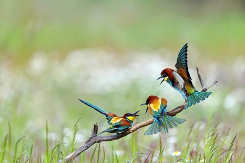 Bee-eater, (Merops apiaster), three animals, perch, Tiszaalpár, Kiskunsági National Park,
