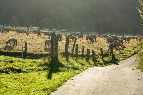 Grassland with sheeps, biking way R1, near Gewissenruh, Wesertal, Weser Uplands, Weserbergland,