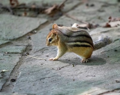 Ground Squirrel Canada Searching for Food Ontario