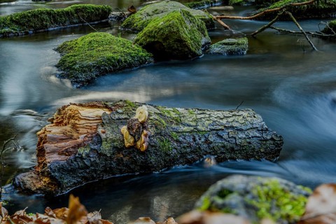A tree trunk covered with moss lies in the water, surrounded by a flowing stream and autumn leaves,