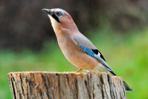 Eurasian Jay looking for food