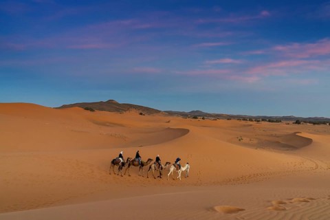 Merzouga, Morocco, 9 March, 2024: Berber guide leading a tourist group on a sunset dromedary trek