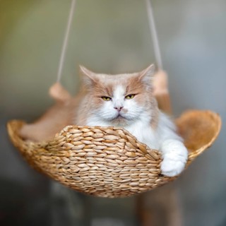 Flauschige rot-weiße Katze, die einer Maine Coon ähnelt, aber eigentlich eine Mischung aus Perser-