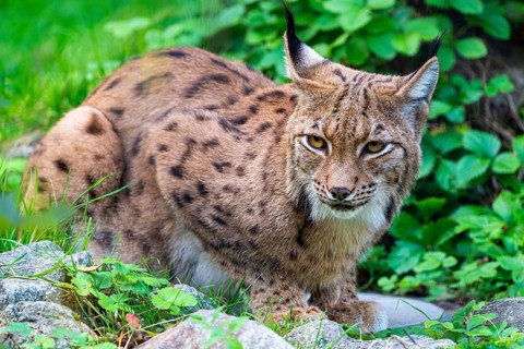 An attentive lynx observes its surroundings in the green undergrowth, Straubing Zoo, . Lower