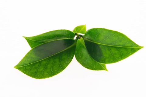Green tea leaf isolated on white background